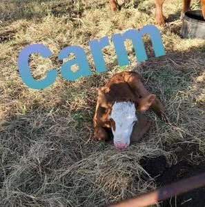 Meet your Posher, Carmeleda